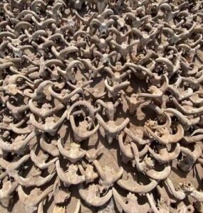 الكشف عن 2000 من رؤوس الكباش المحنطة في سوهاج