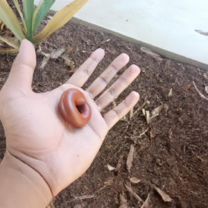 الاستعمال الزائد للانواع الحية التي لها قيمة اقتصادية