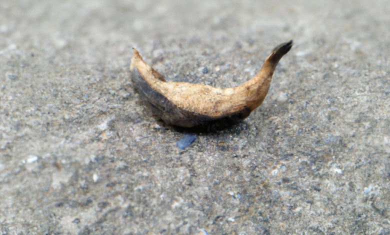 الاستعمال الزائد للانواع الحية التي لها قيمة اقتصادية